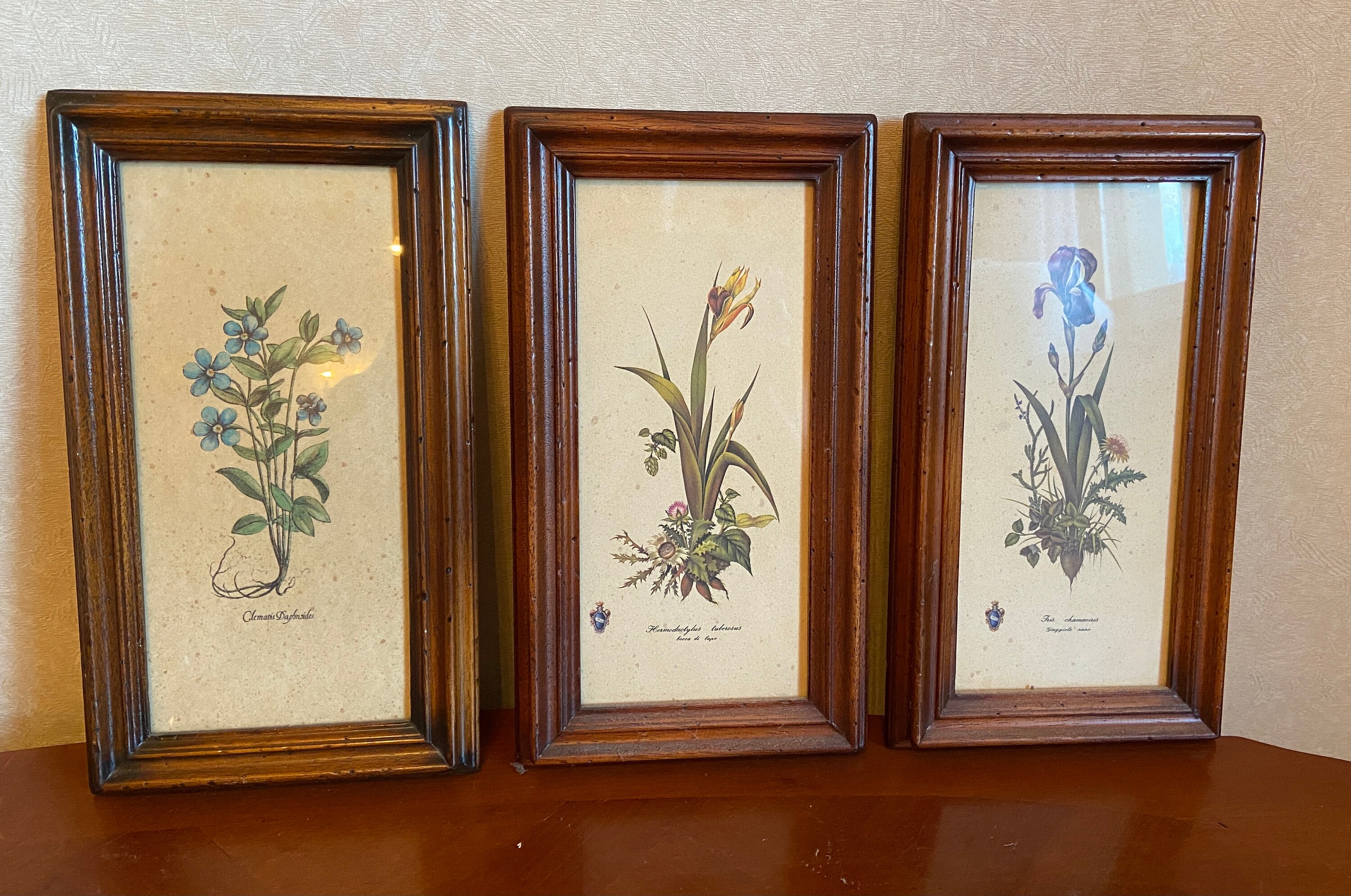 Lot 3 Cadres Dessin Tableaux Herboristerie Plantes Médecine Herbier 1950