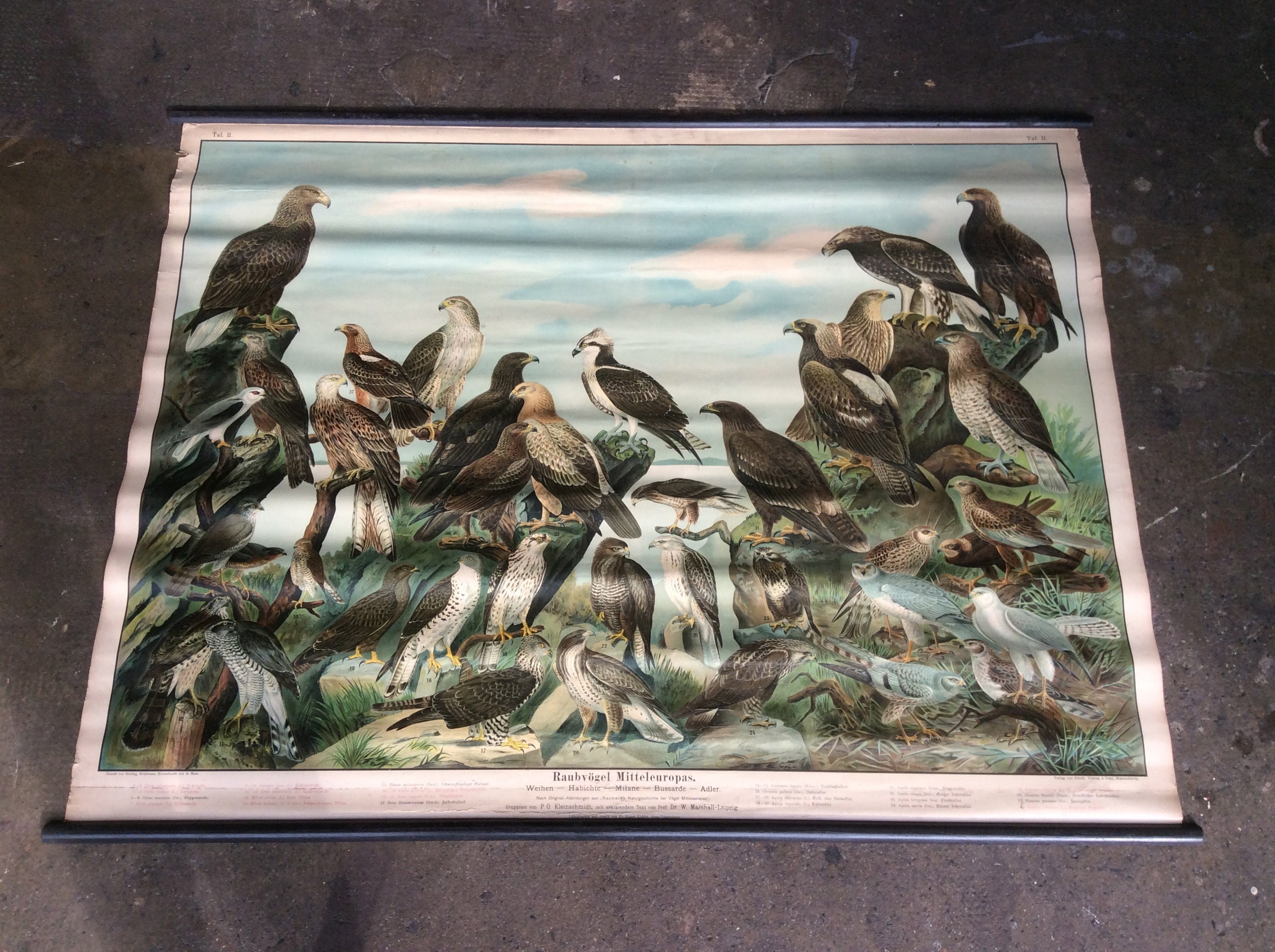 Kleinschmidt & de Maes; Vieweg Sohn. Ornithological School Poster - Raubvogel Mitteleuropas Carte Éc