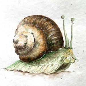 Snail Watercolor Original Painting Wall Art