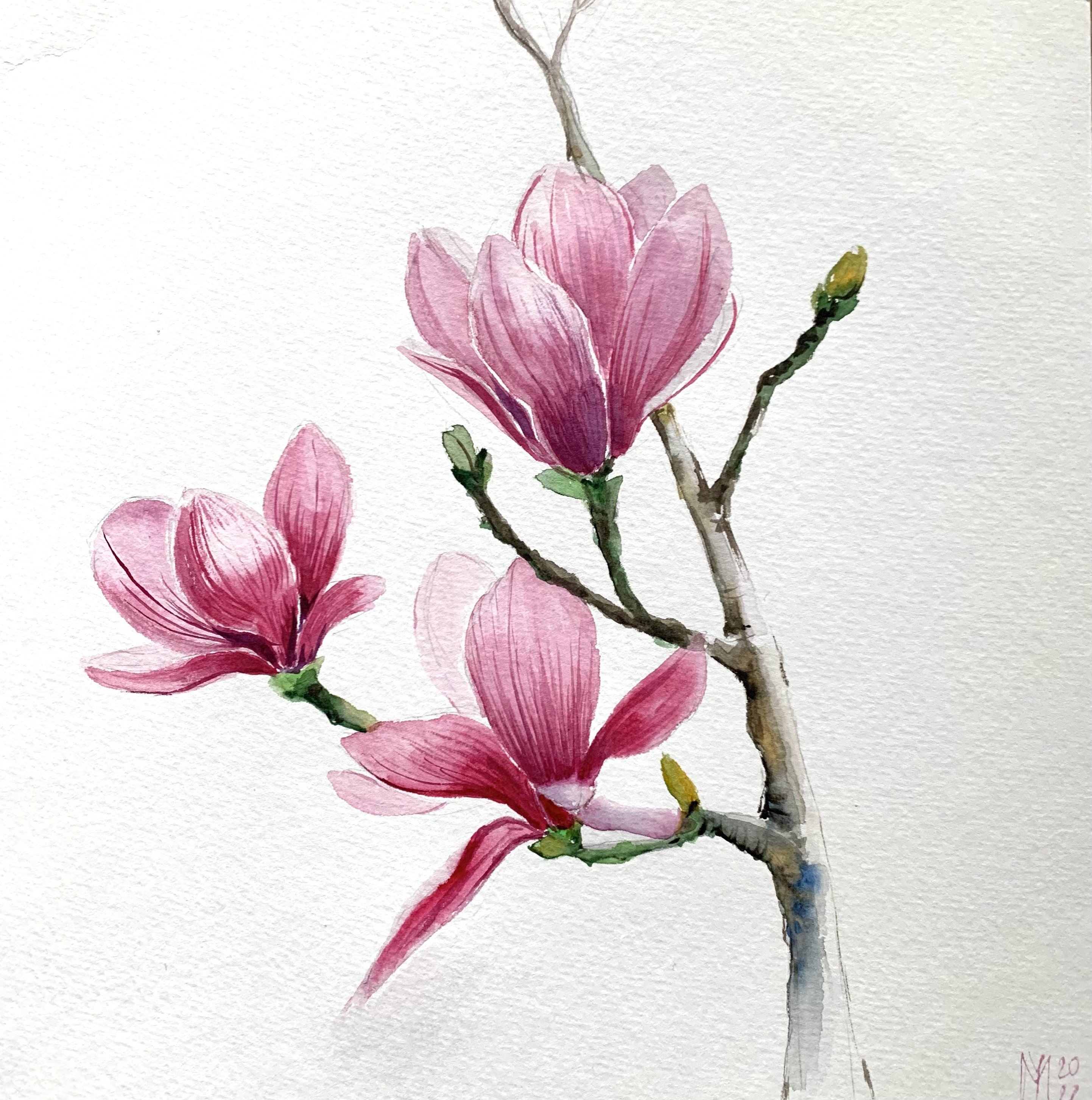 Magnolia Original Watercolor Painting Wall Art Etsy