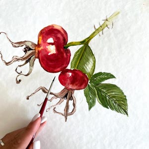 Rose Hip Watercolor Painting: Botanical Autumn Art (8.3x11.7 in)