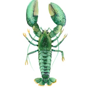Green Lobster Watercolor Art Print: Coastal Wall Decor (Digital Download)