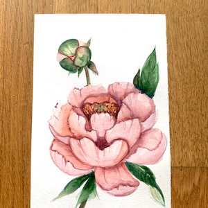 Pion Flowers Card Set 3 Pittura ad acquerello
