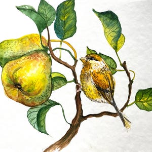 Vogel auf Birne Aquarell Malerei: Original Rotkehlchen Wandkunst (25 x 25 cm)
