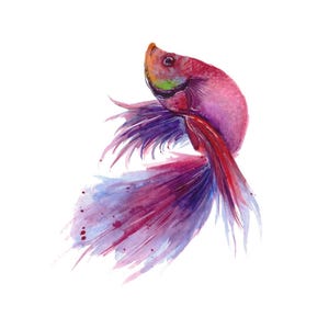 Fish Watercolour Original Art Print Digital Clipart Download High Quality PNG