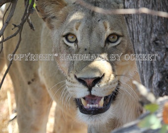 Lioness Printed on Canvas