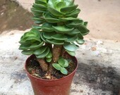 Money wood old Plant, 2 year Multi Head Succulent Plant, Radiation-Proof Potted Flower, Fleshy Green Plant, Plant Gift, Small Potted Plants