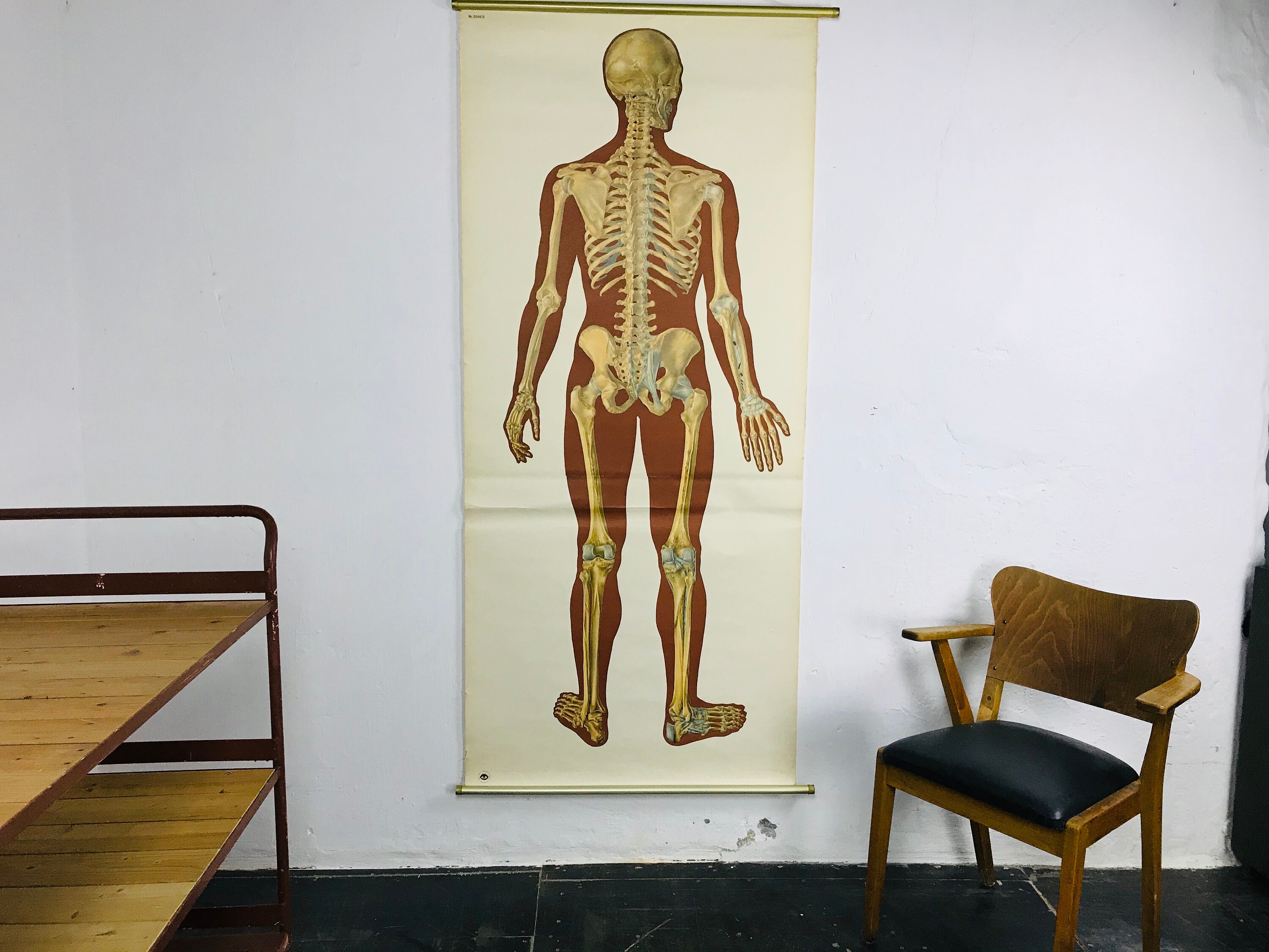 Lebensgroßer Anatomie-Aufsteller Aus Karton – Halb Muskel, Halb Skelett, 183 Cm Hoch