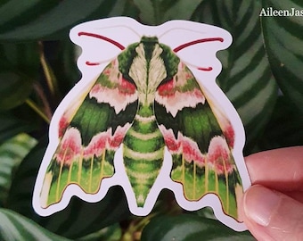 Vinyl Moth Sticker, Nature Sticker, Green Moth, Butterfly Sticker