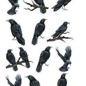 Op de afbeelding: Een verzameling van twaalf gedetailleerde illustraties van zwarte kraaien in verschillende houdingen, waaronder vogels zittend op bruine takken en vogels in vlucht met gespreide vleugels. Het nummer 99166 staat linksboven in de afbeelding.