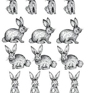 Puede incluir: Una hoja de ilustraciones en tinta negra y blanca que muestra catorce conejos en varias posturas. Los conejos están dispuestos en filas, mostrando diferentes perfiles y posiciones. El número 66517 está impreso en la esquina superior izquierda.