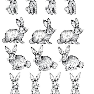 Puede incluir: Una hoja de ilustraciones en tinta negra y blanca que muestra catorce conejos en varias posturas. Los conejos están dispuestos en filas, algunos de perfil y otros de frente. El número 66517 está impreso en la esquina superior izquierda.