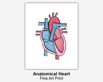 Anatomical Heart - Watercolor Art Print // Heart Anatomy, Wall Art, Watercolor Art, Valentine's Day, Congenital Heart, CHD | Lynndale Print