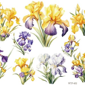 Op de afbeelding: Een verzameling illustraties in aquarel-stijl met diverse irisbloemen in tinten geel, paars en wit met groene stengels en bladeren. De bloemen zijn in clusters over de afbeelding gerangschikt en de tekst WTP-452 is zichtbaar in de hoek.