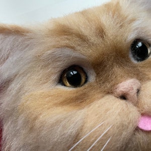 May include: Close-up of a fluffy, light brown and white cat with one eye open and a pink tongue sticking out.