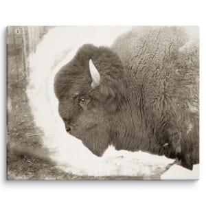 Amerykański olbrzym - wydruk na płótnie 8x10 - Vintage Bison Portrait Canvas Print - Frontier Wildlife Wall Art - Rustykalny wystrój zachodni
