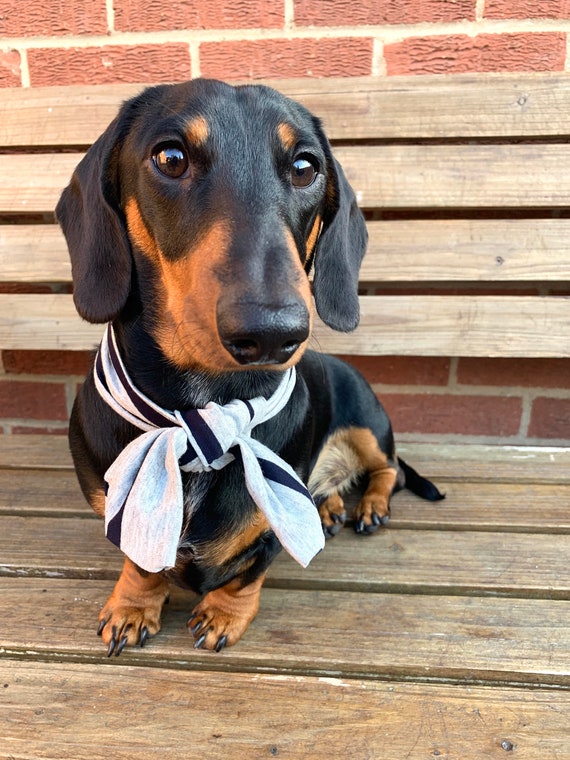 Can You Have Pets In The Navy Pets Retro Can You Have Pets In The Navy Pets Retro