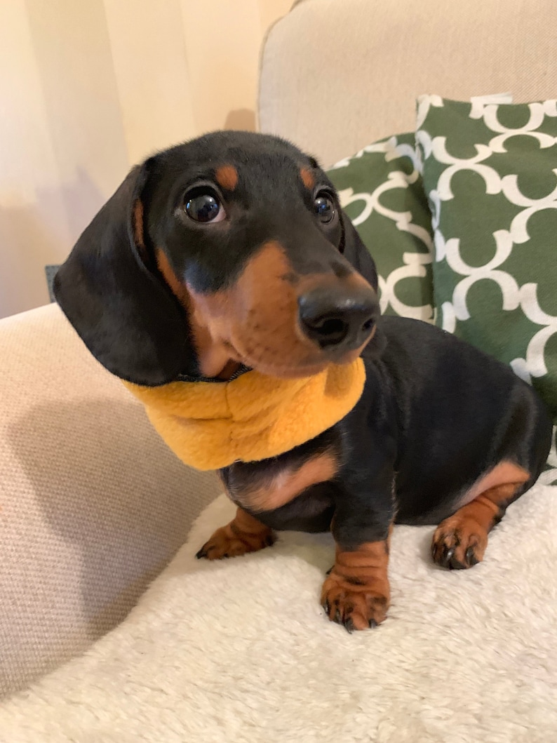 Senf mit Denin Rand Snood Hund Rundschal Hund Krawatten Etsy