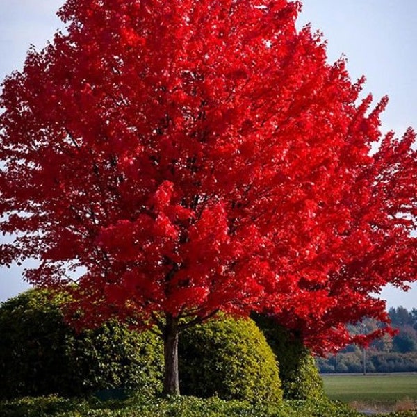 October Glory Maple (6-12")