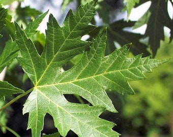 Silver Maple Etsy Silver Maple Etsy