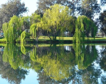 Weeping Willow (BR/4-5')
