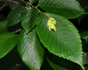 Hophornbeam Tree (BR/1-2')