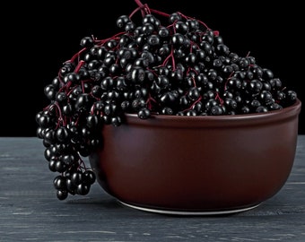 American Black Elderberry (BR/12-18")