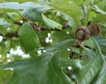 Bur Oak (BR/2-3')