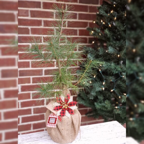 Live Little White Pine Tabletop Christmas Tree Decoration Gift Etsy