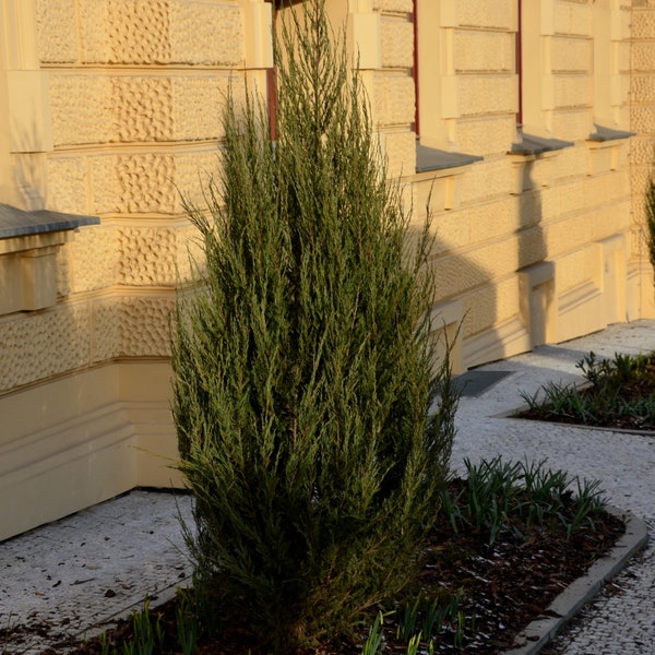 Brodie Juniper  Plug (6-12")