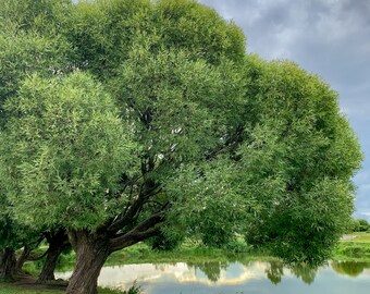 Black Willow Tree (BR/2-3')