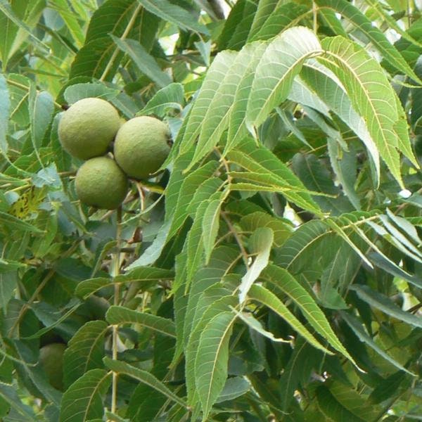 Black Walnut Tree (BR/1-2')