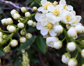 Common Chokecherry (GT/24-30")