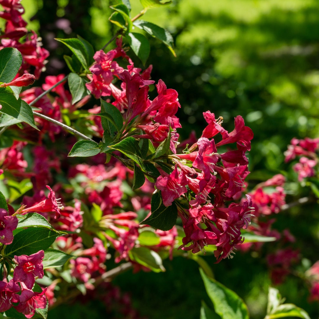 Ruby Red Weigela Shrub GT/23' Etsy
