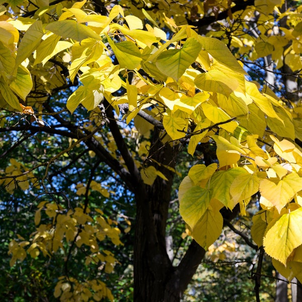 American Basswood (GT/1-2')