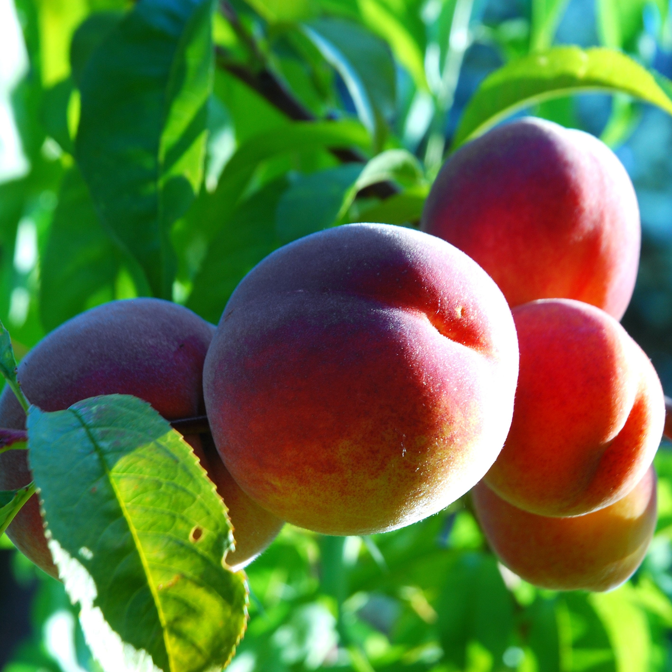 Red Haven Peach GT/23' Etsy