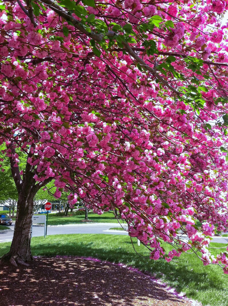 Kwanzan Cherry Tree Etsy