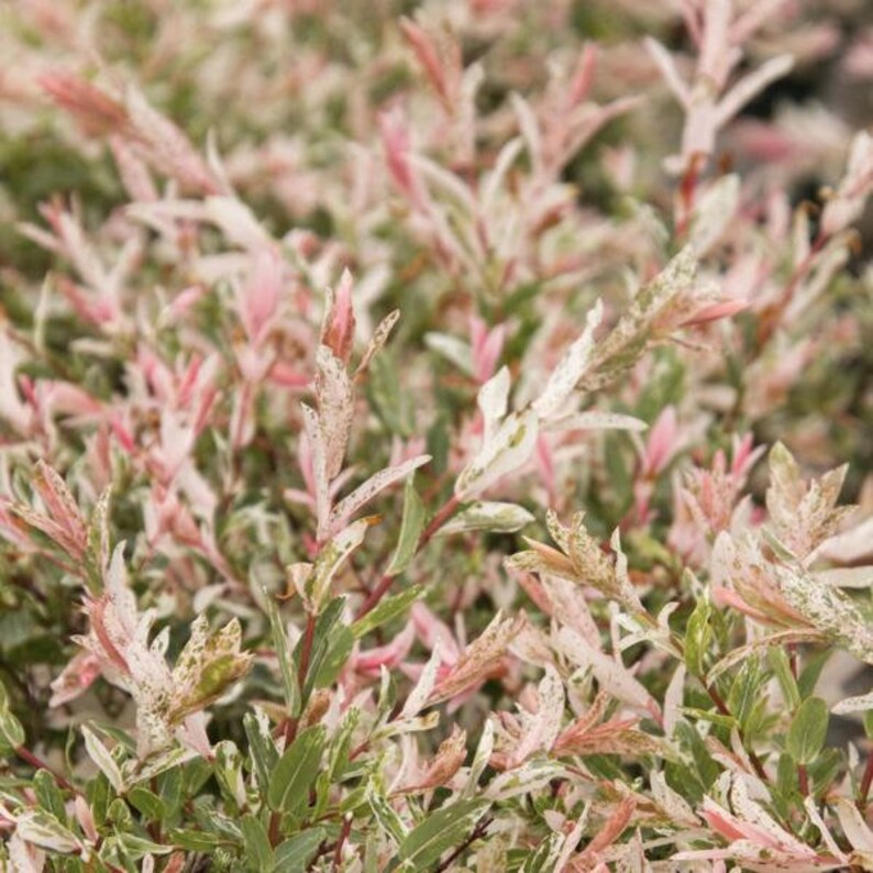 Japanese Nishiki Tri Color Willow Dappled Willow Shrub 23' Outdoor