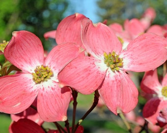 Cherokee Chief Dogwood (BR/12-18")