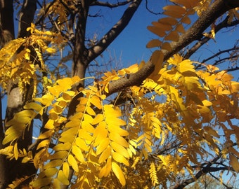 Honey Locust (BR/1-2')