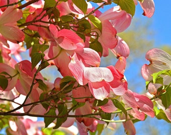 Pink  Dogwood (BR/12-18")