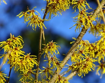 Common Witchhazel (GT/1-2')