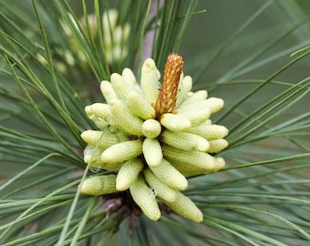 Loblolly Pine (GT/2-3')