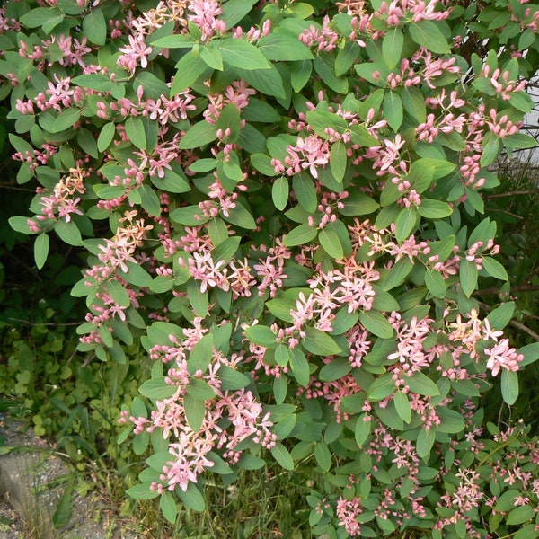 Pink Tatarian Honeysuckle (BR/2-3')