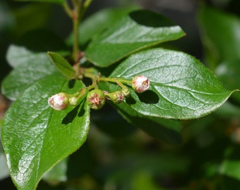 Image of Peking cotoneaster leaves