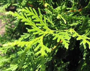 Arborvitae Green Giant (1-2')