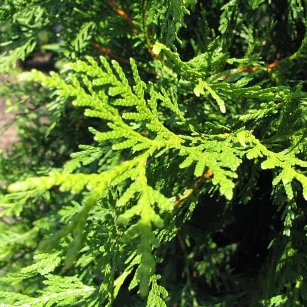 Arborvitae Green Giant (1-2')