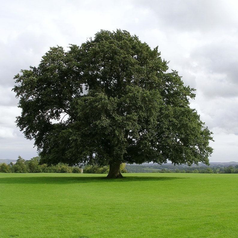 Water Oak Tree 2-3' image 1
