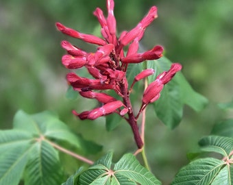 Red Buckeye Tree (BR/1-2')