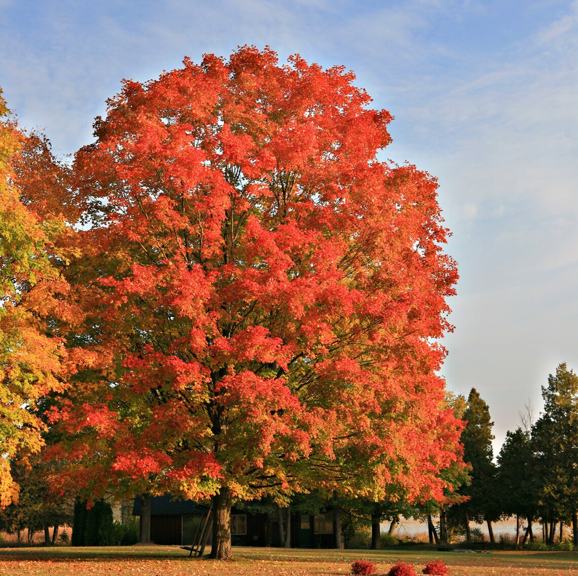 Red Sunset Maple Tree 6 12 Etsy red-sunset-maple-tree-6-12-etsy